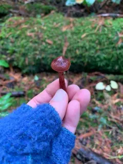 Cortinarius birkebakii thumbnail 2
