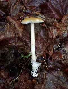 Mandarin Yellow Ringless Amanita thumbnail 4