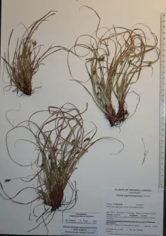 Black-edge Sedge thumbnail 3