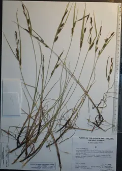 saltmarsh sedge thumbnail 3