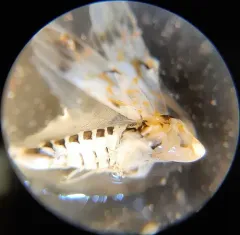 Erythroneura delicata thumbnail 2