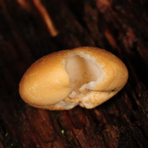Veiled Polypore