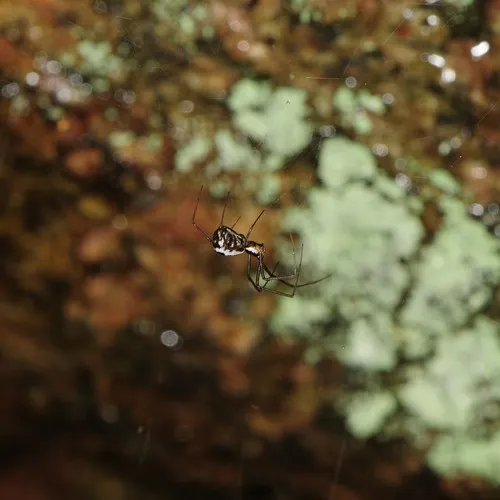 Filmy Dome Spider