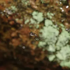Filmy Dome Spider thumbnail 1