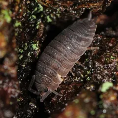 Common Rough Woodlouse thumbnail 2