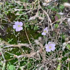 Tunicflower thumbnail 4