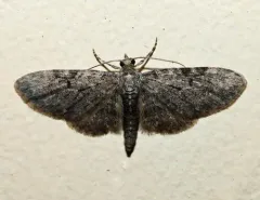 Eupithecia sharronata thumbnail 2