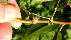Rabdophaga globosa thumbnail 3