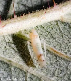 Bramble Leafhopper thumbnail 1
