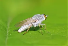 Pandivirilia albifrons thumbnail 2