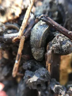 Budapest Slug thumbnail 3