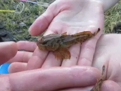 Columbia Sculpin thumbnail 2