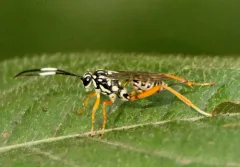 Baryceros fortis thumbnail 3