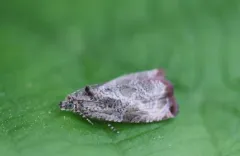 Hazel Olethreutes thumbnail 4