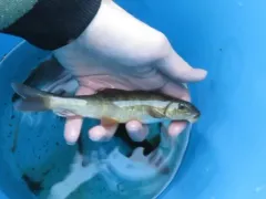 Bridgelip Sucker thumbnail 1