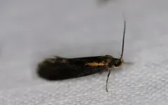 Mathildana flipria thumbnail 3