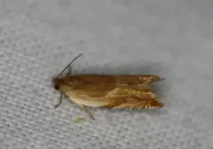 Ancylis fuscociliana thumbnail 2