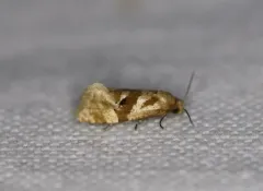 Gynnidomorpha romonana thumbnail 1