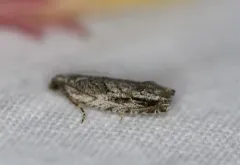 Arrowhead Moth thumbnail 2