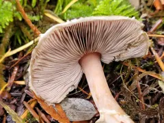 Agaricus kerriganii thumbnail 2
