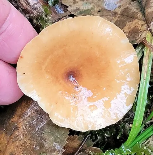 Blackfoot Polypore