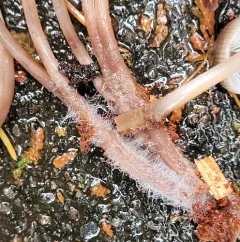 Red-spotted Mycena thumbnail 4