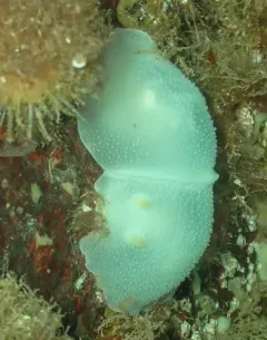 Freckled Dorid thumbnail 2