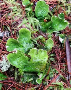 ruffled freckled pelt lichen thumbnail 5