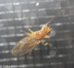 Scoliocentra flavotestacea thumbnail 4