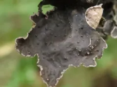 Abrothallus welwitschii thumbnail 2