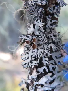 Hypogymnia canadensis thumbnail 2