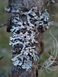 Tremella hypogymniae thumbnail 3