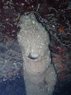 Round-Lipped Boot Sponge thumbnail 2