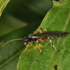 Schizopyga frigida thumbnail 1