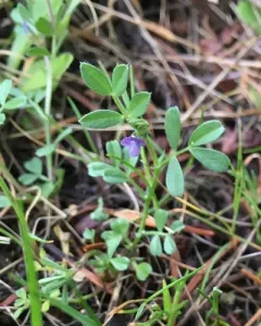 spring vetch thumbnail 3