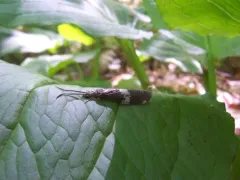 Banded Dark Fishfly thumbnail 4