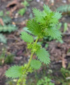 Dwarf Nettle thumbnail 2