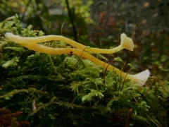 hourglass waxcap thumbnail 4