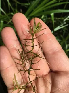 water-purslane thumbnail 2