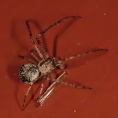 Reticulated Pirate Spider thumbnail 4