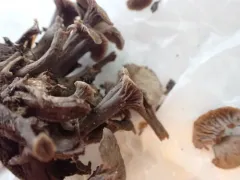 Craterellus foetidus thumbnail 1