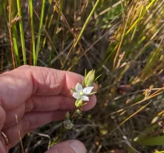 Marsh Felwort thumbnail 3