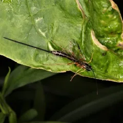 Rhyssella nitida thumbnail 1