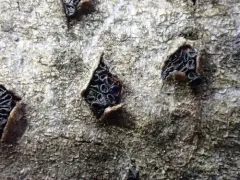 Tympanis alnea thumbnail 2