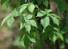Virginia creeper thumbnail 3