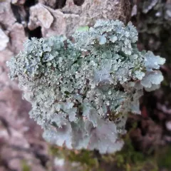Eastern speckled shield lichen thumbnail 2