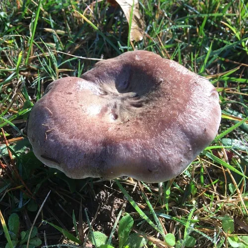 Purple-staining California Milk Cap