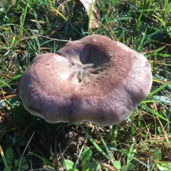 Purple-staining California Milk Cap thumbnail 1