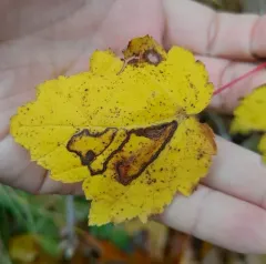 Glaucolepis saccharella thumbnail 3