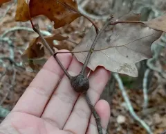 Zapatella quercusphellos thumbnail 3